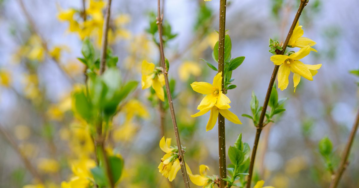 Unlock Endless Yellow Blooms: Propagate Forsythia from Cuttings