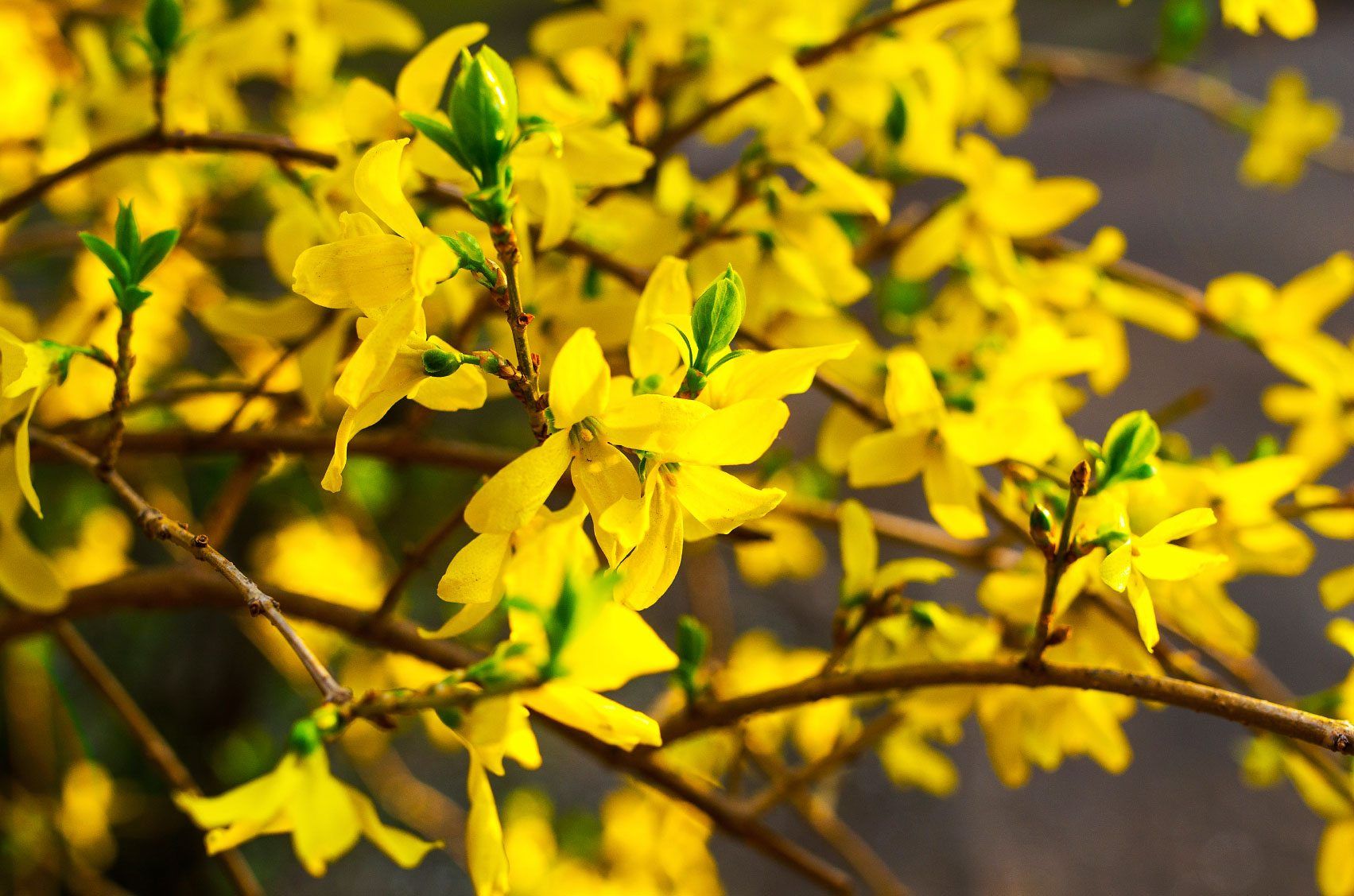Your Guide to Forsythia Cuttings: Timing, Tools, and Techniques